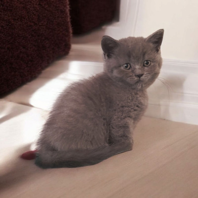 Junge und Mädchen, Britisch Kurzhaar Jungtier - Katze