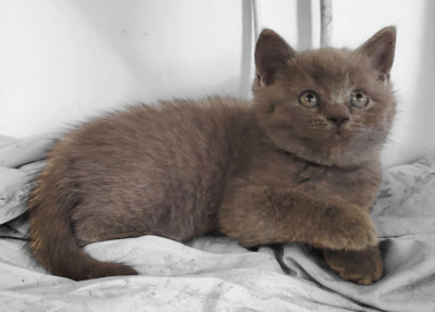 Junge und Mädchen, Britisch Kurzhaar Jungtier - Katze