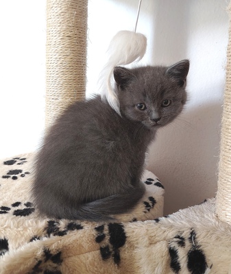 Junge und Mädchen, Britisch Kurzhaar Jungtier - Katze