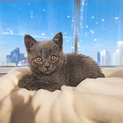 Junge und Mädchen, Britisch Kurzhaar Jungtier - Katze