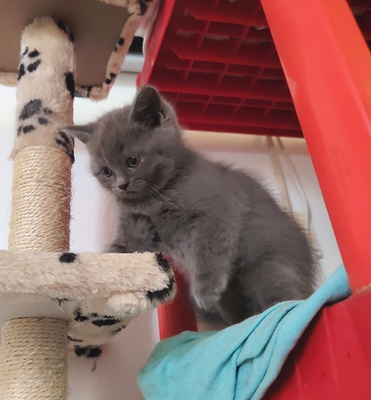 Junge und Mädchen, Britisch Kurzhaar Jungtier - Katze