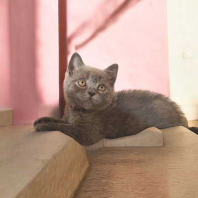 Junge und Mädchen, Britisch Kurzhaar Jungtier - Katze