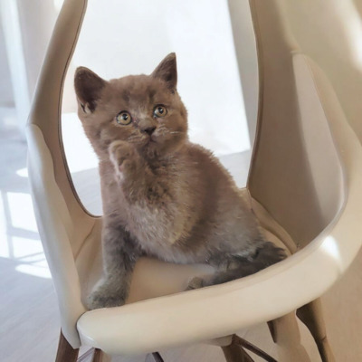 Junge und Mädchen, Britisch Kurzhaar Jungtier - Katze