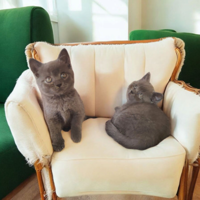 Junge und Mädchen, Britisch Kurzhaar Jungtier - Katze