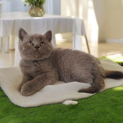 Junge und Mädchen, Britisch Kurzhaar Jungtier - Katze
