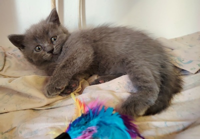 Junge und Mädchen, Britisch Kurzhaar Jungtier - Katze