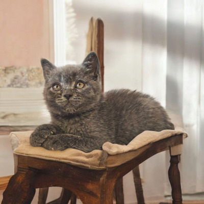 Junge und Mädchen, Britisch Kurzhaar Jungtier - Katze