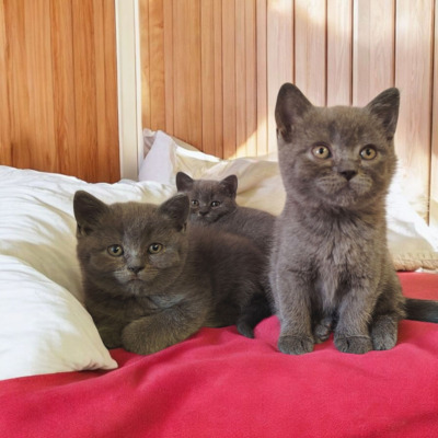 Junge und Mädchen, Britisch Kurzhaar Jungtier - Katze