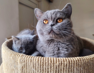 Junge und Mädchen, Britisch Kurzhaar Jungtier - Katze