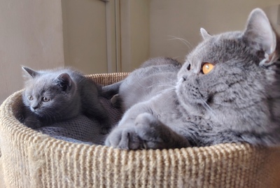Junge und Mädchen, Britisch Kurzhaar Jungtier - Katze