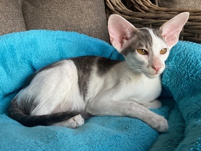 Junges OKH Mädchen blue/weiss mit Stammbaum