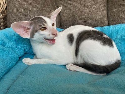 Junges OKH Mädchen blue/weiss mit Stammbaum, OKH/ Orientalisch Kurzhaar Jungtier - Katze