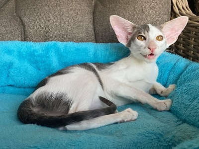 Junges OKH Mädchen blue/weiss mit Stammbaum, OKH/ Orientalisch Kurzhaar Jungtier - Katze