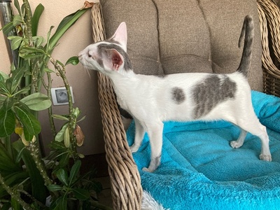 Junges OKH Mädchen blue/weiss mit Stammbaum, OKH/ Orientalisch Kurzhaar Jungtier - Katze