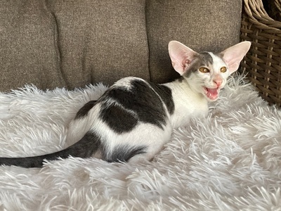 Junges OKH Mädchen blue/weiss mit Stammbaum, OKH/ Orientalisch Kurzhaar Jungtier - Katze