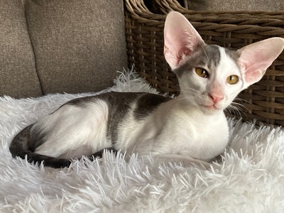 Junges OKH Mädchen blue/weiss mit Stammbaum, OKH/ Orientalisch Kurzhaar Jungtier - Katze