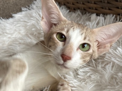 Junges OKH Mädchen mit Papiere, Orientalische Kurzhaar Jungtier - Katze