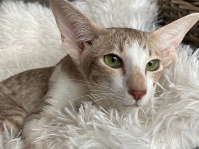 Junges OKH Mädchen mit Papiere, Orientalische Kurzhaar Jungtier - Katze