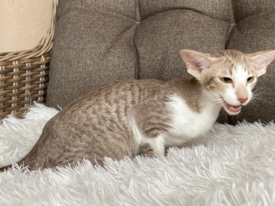 Junges OKH Mädchen mit Papiere, Orientalische Kurzhaar Jungtier - Katze