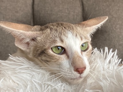 Junges OKH Mädchen mit Papiere, Orientalische Kurzhaar Jungtier - Katze