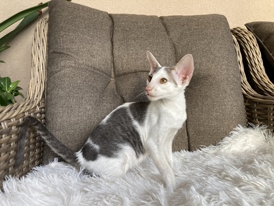 Junges OKH Mädchen mit Stammbaum abgabebereit, Orientalische Kurzhaar Jungtier - Katze