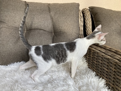 Junges OKH Mädchen mit Stammbaum abgabebereit, Orientalische Kurzhaar Jungtier - Katze