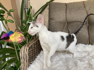 Junges OKH Mädchen mit Stammbaum abgabebereit, Orientalische Kurzhaar Jungtier - Katze