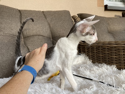 Junges OKH Mädchen mit Stammbaum abgabebereit, Orientalische Kurzhaar Jungtier - Katze