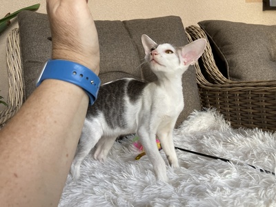Junges OKH Mädchen mit Stammbaum abgabebereit, Orientalische Kurzhaar Jungtier - Katze
