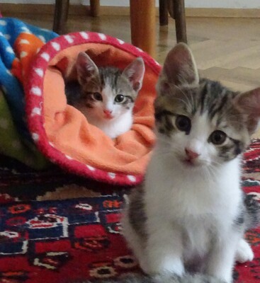 ?, ? Jungtier - Kater