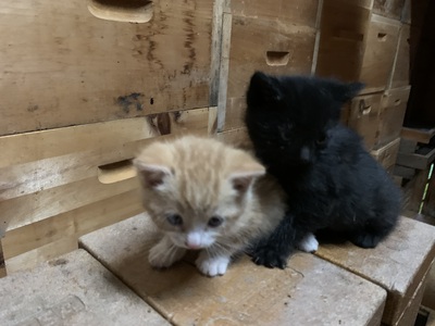 - Jungtier - Kater
