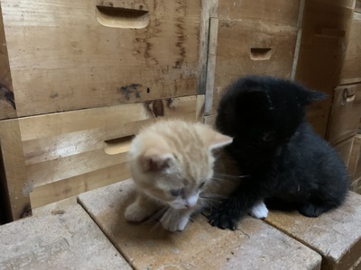 - Jungtier - Kater