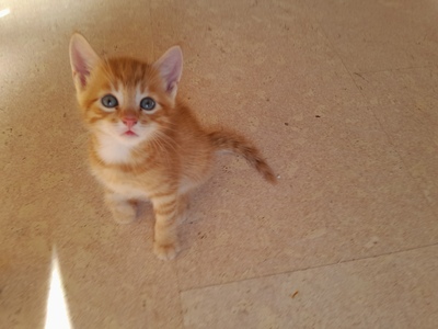 - Jungtier - Kater