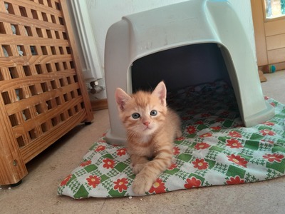 - Jungtier - Kater