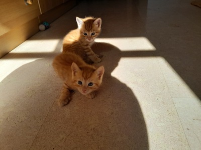 - Jungtier - Kater