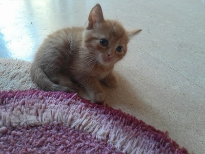 - Jungtier - Kater