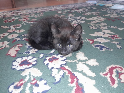 - Jungtier - Kater