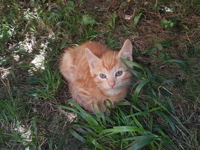 - Jungtier - Kater