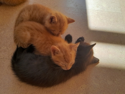- Jungtier - Kater