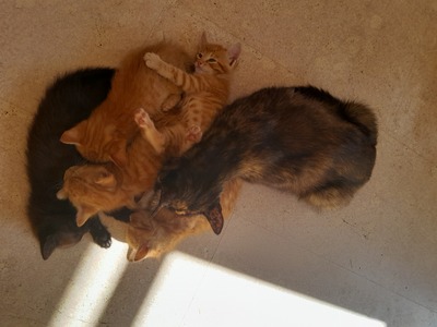 - Jungtier - Kater