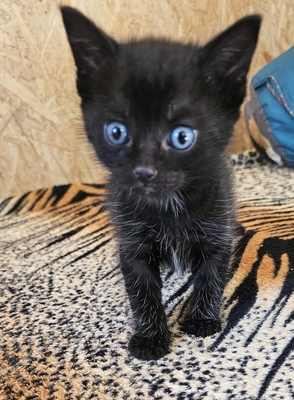 - Jungtier - Katze