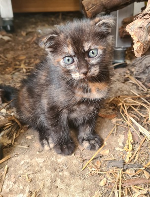 - Jungtier - Katze