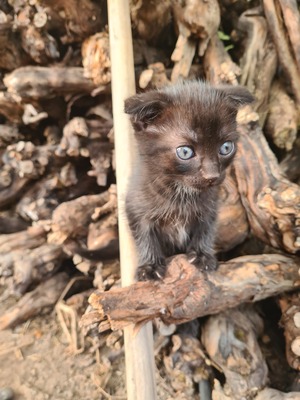 - Jungtier - Katze