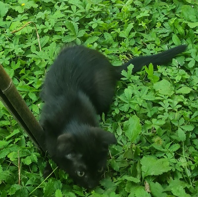 - Jungtier - Katze