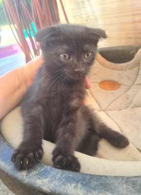 - Jungtier - Katze