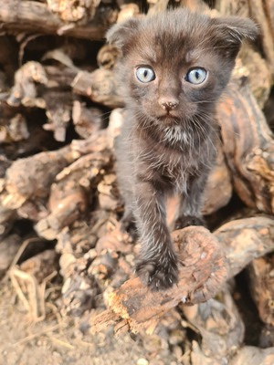 - Jungtier - Katze