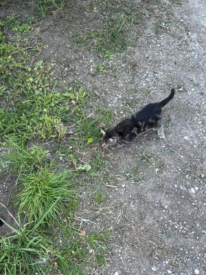 - Jungtier - Katze