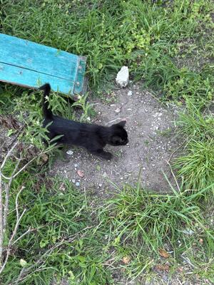 - Jungtier - Katze