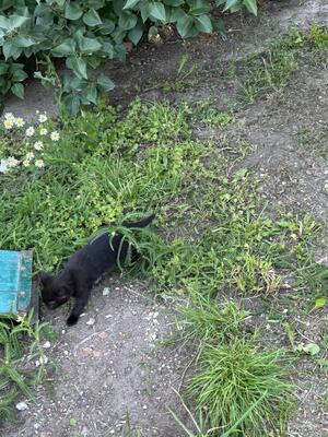 - Jungtier - Katze