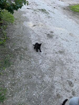 - Jungtier - Katze